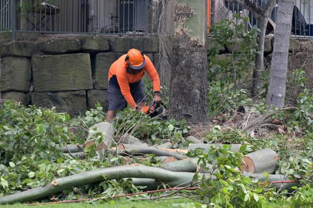 How Our Tree Care Process Works  in Mattawan, MI